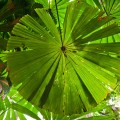 Fougère Parasol Daintree National Park