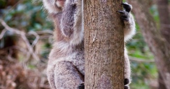 Koala, Tower Hill Reserve