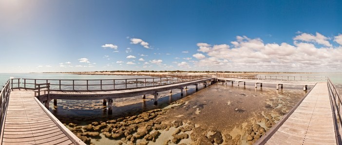 Stromatolites Hamelin Pool Shark Bay