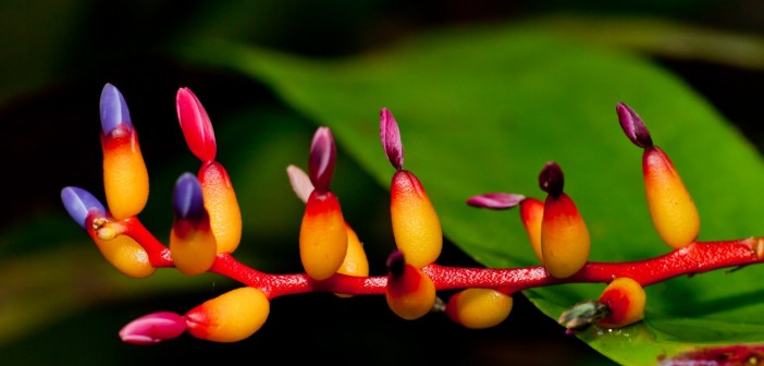 Bourgeons fleur jardin botanique Cairns