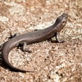 Lézard d'Albany, Western Australia