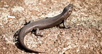 Lézard d'Albany, Western Australia