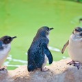 Pengouins Rockhampton