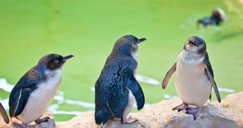 Photo du jeudi : les pingouins de Rockingham Pengouins Rockhampton