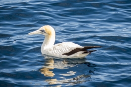 Un Australasian Gannet ou Fou Austral