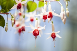 Wintergarden, Auckland Domain
