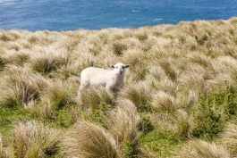 Mouton, Otago Peninsula