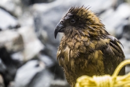 Kea, Franz Josef Glacier