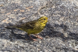 Yellowhammer (Bruant jaune), Wanaka