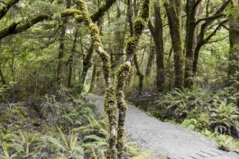Mount Aspiring National Park