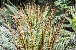 Mount Aspiring National Park