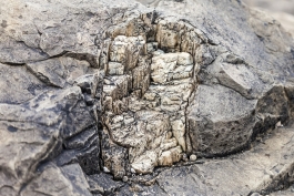 Bois fossilisé, Curio Bay
