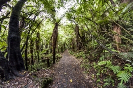 Forêt, Tongariro National Park