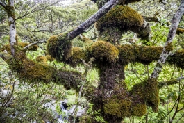 L'arbre bossu de la forêt, Tongariro National Park