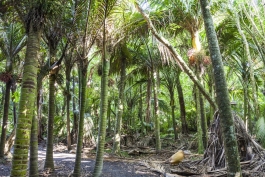 Sous les palmiers de Nikau Reserve, Paraparaumu