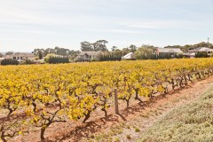 Domaine viticole de Penfolds
