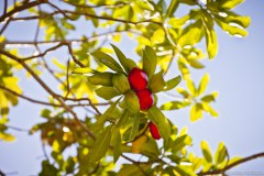 Fruits, Lagoon, Airlie Beach