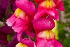 Fleur phra tamnak phu phing 2