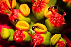 fourmis phra tamnak phu phing 1