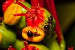 fourmis phra tamnak phu phing 2