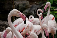 flamant-rose-zoo-chiang-mai