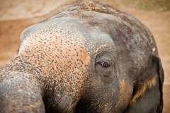 elephant-chiang-mai 1