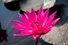 fleur-lotus-sukhothai