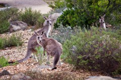 Kangourous dans le jardin botanique de Canberra