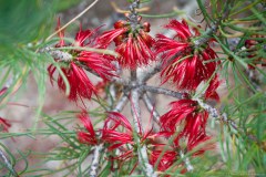Fleurs dans le jardin botanique de Canberra 1