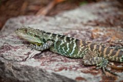 Lézard dans le jardin botanique de Canberra
