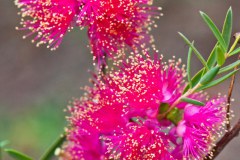 Fleurs dans le jardin botanique de Canberra 3