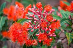 Fleurs dans le jardin botanique de Canberra 4