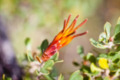 Fleur, Cape Le Grand National Park
