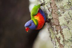 Loriquet à tête bleue, Yaamba
