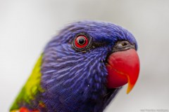 Loriquet à tête bleue, Yaamba