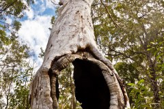 Arbre creux, Noosa