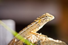 Lézard