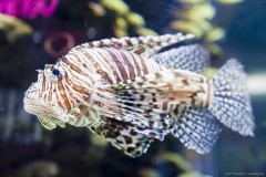 Beautiful lion fish, Dubaï aquarium