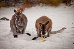 Wallabies sur la plage mangeant des peaux de banane, Wineglass Bay, Freycinet National Park