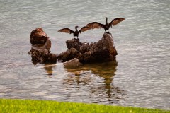Cormorans, Streaky Bay