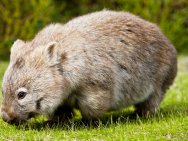 Wombat, Wilsons Promontory National Park