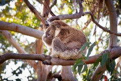 Koala sur la route de Cape Otway