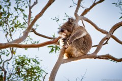 Koala, route de Cape Otway