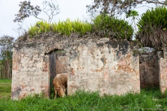 Vache, Bagne de Wero, île des Pins