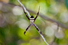 Araignée, Kakadu National Park