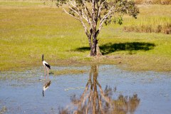 Échassier au bord d'un trou d'eau, Kakadu National Park