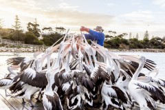 Pelican feeding, Kingscote, Kangaroo Island