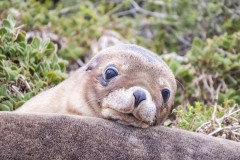 Bébé lion de mer ! Seal Bay Conservation Park, Kangaroo Island