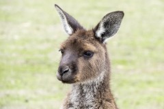 L'île des kangourous ! Kangaroo Island
