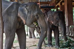 elephant-village-laos